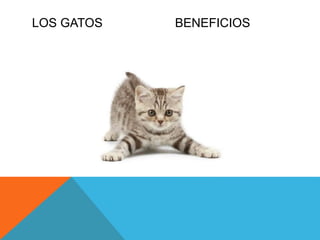 LOS GATOS BENEFICIOS
 