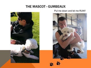 THE MASCOT - GUMBEAUX
Put me down and let me RUN!!