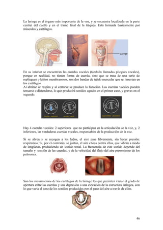 La laringe es el órgano más importante de la voz, y se encuentra localizada en la parte
central del cuello y en el tramo final de la tráquea. Está formada básicamente por
músculos y cartílagos.
En su interior se encuentran las cuerdas vocales (también llamadas pliegues vocales),
porque en realidad, no tienen forma de cuerda, sino que se trata de una serie de
repliegues o labios membranosos, son dos bandas de tejido muscular que se insertan en
los cartílagos.
Al abrirse se respira y al cerrarse se produce la fonación. Las cuerdas vocales pueden
tensarse o distenderse, lo que producirá sonidos agudos en el primer caso, y graves en el
segundo.
Hay 4 cuerdas vocales: 2 superiores que no participan en la articulación de la voz, y, 2
inferiores, las verdaderas cuerdas vocales, responsables de la producción de la voz.
Si se abren y se recogen a los lados, el aire pasa libremente, sin hacer presión:
respiramos. Si, por el contrario, se juntan, el aire choca contra ellas, que vibran a modo
de lengüetas, produciendo un sonido tonal. La frecuencia de este sonido depende del
tamaño y tensión de las cuerdas, y de la velocidad del flujo del aire proveniente de los
pulmones.
Son los movimientos de los cartílagos de la laringe los que permiten variar el grado de
apertura entre las cuerdas y una depresión o una elevación de la estructura laríngea, con
lo que varía el tono de los sonidos producidos por el paso del aire a través de ellos.
46
 