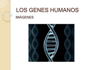 LOS GENES HUMANOS
IMÁGENES
 