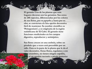 El geranio Una de las plantas que más
hogares decoran son los geranios. Sus cerca
de 240 especies, diferenciadas por los colores
de sus flores, por su tamaño y hasta por su
olor, se convierten en una opción decorativa
fácil de mantener. Su nombre científico es
‘Pelargonium’, y es originaria de la región
sudafricana de El Cabo. El geranio tiene
funciones medicinales en los campos
digestivo, reproductor y antiséptico.

Sus flores crecen en una umbela, sobre un
péndulo que a veces está precedido por un
tallo. Esta es la parte de la planta que le da el
valor decorativo. Estas flores, regulares y con
diez estambres, no tienen ningún espolón,
pero sí un aguijón nectario o pétalo posterior
 