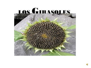 LOS   GIRASOLES
 