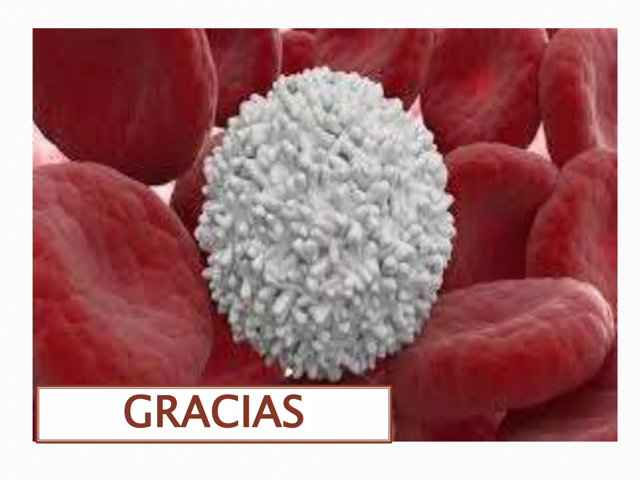 Los glóbulos blancoos | PPT