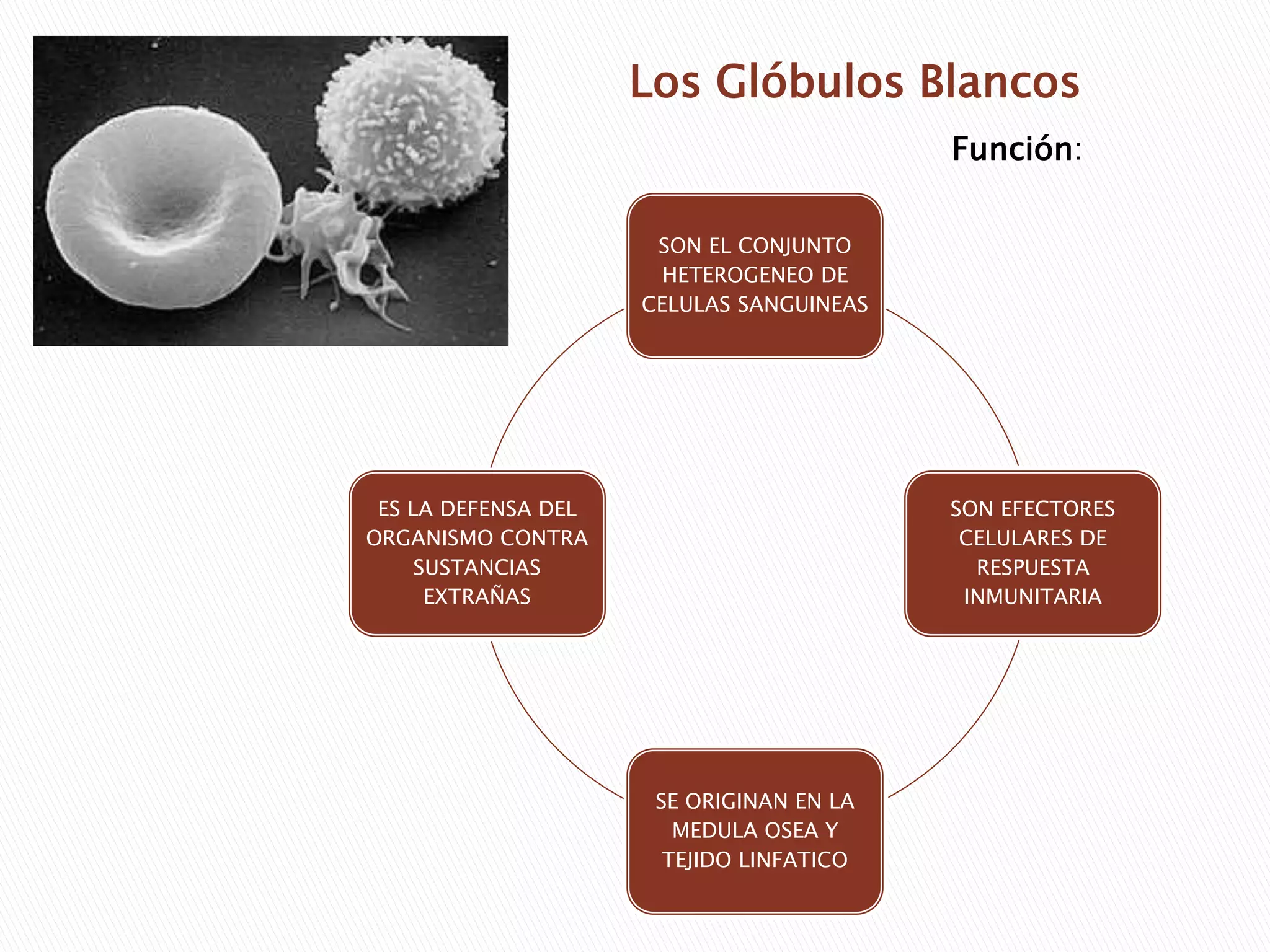 Los glóbulos blancoos | PPT