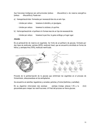 Sus funciones biológicas son estructurales (enlace       -Glucosídico) o de reserva energética
(enlace    -Glucosídico). Puede ser:

a) Homopolisacáridos: formados por monosacáridos de un solo tipo.

     - Unidos por enlace    tenemos el almidón y el glucógeno.

     - Unidos por enlace    tenemos la celulosa y la quitina.

b) Heteropolisacárido: el polímero lo forman mas de un tipo de monosacárido.

     - Unidos por enlace    tenemos la pectina, la goma arábiga y el agar-agar.

Almidón

Es un polisacárido de reserva en vegetales. Se trata de un polímero de glucosa, formado por
dos tipos de moléculas: amilosa (30%), molécula lineal, que se encuentra enrollada en forma de
hélice, y amilopectina (70%), molécula ramificada.




Procede de la polimerización de la glucosa que sintetizan los vegetales en el proceso de
fotosintesis, almacenandose en los amiloplastos.

Se encuentra en semillas, legumbres y cereales, patatas y frutos (bellotas y castañas).

En su digestion intervienen dos enzimas:          -amilasa (rompe enlaces 1-4) y la       (1,6)
glucosidasa para romper las ramificaciones. Al final del proceso se libera glucosa.




                                                                                            10
 