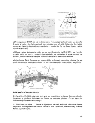 c) Proteoglucanos: El 80% de sus moléculas están formadas por polisacáridos y una pequeña
fracción proteica. Son heteropolisacáridos animales como el ácido hialurónico (en tejido
conjuntivo), heparina (sustancia anticoagulante), y condroitina (en cartílagos, huesos, tejido
conjuntivo y córnea)

d) Glucoproteinas: Moléculas formadas por una fracción glucídica (del 5 al 40%) y una fracción
proteica unidas por enlaces covalentes. Las principales son las mucinas de secreción como las
salivales, Glucoproteinas de la sangre, y Glucoproteinas de las membranas celulares.

e) Glucolípidos: Están formados por monosacáridos u oligosacáridos unidos a lípidos. Se les
puede encontrar en la membrana celular. Los mas conocidos son los cerebrósidos y gangliósidos.




FUNCIONES DE LOS GLUCIDOS

1.- Energética: El glúcido más importante y de uso inmediato es la glucosa. Sacarosa, almidón
(vegetales) y glucógeno (animales) son formas de almacenar glucosas. En una oxidación
completa se producen 410 Kcal/100 grs.

2.- Estructural: El enlace   impide la degradación de estas moléculas y hace que algunos
organismos puedan permanecer durante cientos de años. La celulosa, hemicelulosas y pectinas
forman la pared vegetal.




                                                                                           15
 