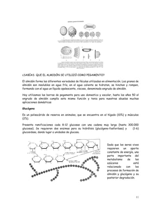 ¿SABÍAS QUE EL ALMIDÓN SE UTILIZÓ COMO PEGAMENTO?

El almidón forma las diferentes variedades de féculas utilizadas en alimentación. Los granos de
almidón son insolubles en agua fría, en el agua caliente se hidratan, se hinchan y rompen,
formando con el agua un líquido opalescente, viscoso, denominado engrudo de almidón.

Hoy utilizamos las barras de pegamento para uso domestico y escolar, hasta los años 50 el
engrudo de almidón cumplía esta misma función y tenia para nuestras abuelas muchas
aplicaciones domésticas

Glucógeno

Es un polisacárido de reserva en animales, que se encuentra en el hígado (10%) y músculos
(2%).

Presenta ramificaciones cada 8-12 glucosas con una cadena muy larga (hasta 300.000
glucosas). Se requieren dos enzimas para su hidrólisis (glucógeno-fosforilasa) y (1-6)
glucosidasa, dando lugar a unidades de glucosa.



                                                                     Dado que los seres vivos
                                                                     requieren    un     aporte
                                                                     constante de energía, una
                                                                     parte importante del
                                                                     metabolismo      de    los
                                                                     azúcares              está
                                                                     relacionado     con    los
                                                                     procesos de formación de
                                                                     almidón y glucógeno y su
                                                                     posterior degradación.




                                                                                            11
 