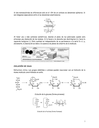 Si dos monosacáridos se diferencian solo en el -OH de un carbono se denominan epímeros. Si
son imágenes especulares entre sí se denominan enantiomeros.




Al tener uno o más carbonos asimétricos, desvían el plano de luz polarizada cuando esta
atraviesa una disolución de los mismos. Si lo hacen a la derecha son dextrógiros (+), hacia la
izquierda levógiros (-). Esta cualidad es independiente de su pertenencia a la serie D o L y,
obviamente, la desviación se debe a la ausencia de planos de simetría de la molécula.




CICLACIÓN DE OSAS

Estructura cíclica. Los grupos aldehídos o cetonas pueden reaccionar con un hidroxilo de la
misma molécula convirtiéndola en anillo.




                           Ciclación de la glucosa (forma piranosa)




                              Ciclación de la fructosa (forma furanosa)




                                                                                            3
 