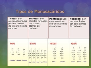Tipos de Monosacáridos
Triosas: Son        Tetrosas: Son       Pentosas: Son      Hexosas: Son
glúcidos formados   glúcidos formados   monosacáridos      monosacáridos
por una cadena      por cuatro          con cinco átomos   con seis átomos
de tres átomos de   átomos de           de carbono.        de carbono.
carbono.            carbono.
 