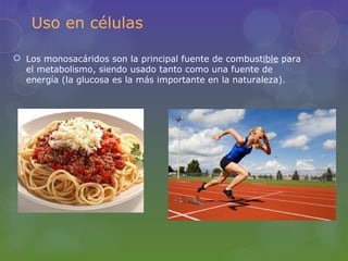 Uso en células

 Los monosacáridos son la principal fuente de combustible para
  el metabolismo, siendo usado tanto como una fuente de
  energía (la glucosa es la más importante en la naturaleza).
 