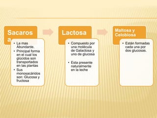 Maltosa y
Sacaros               Lactosa             Celobiosa
a • La mas             • Compuesto por       • Están formadas
    Abundante.           una molécula          cada una por
  • Principal forma      de Galactosa y        dos glucosas.
    en el cual los       uno de glucosa
    glúcidos son
    transportados      • Esta presente
    en las plantas       naturalmente
  • Sus                  en la leche
    monosacáridos
    son: Glucosa y
    fructosa
 