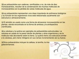 Los polisacáridos son cadenas, ramificadas o no, de más de diez
monosacáridos, resultan de la condensación de muchas moléculas de
monosacáridos con la pérdida de varias moléculas de agua.

Los polisacáridos representan una clase importante de polímeros biológicos
y su función en los organismos vivos está relacionada usualmente con
estructura o almacenamiento.

 El almidón es usado como una forma de almacenar monosacáridos en las
plantas, siendo encontrado en la forma de amilosa y la amilopectina
(ramificada).

La celulosa y la quitina son ejemplos de polisacáridos estructurales. La
celulosa es usada en la pared celular de plantas y otros organismos y es la
molécula más abundante sobre la tierra. La quitina tiene una estructura similar
a la celulosa, pero tiene nitrógeno en sus ramas incrementando así su fuerza.

Otros polisacáridos incluyen la callosa, la lamiña, la rina, el xilano y la
galactomanosa.
 
