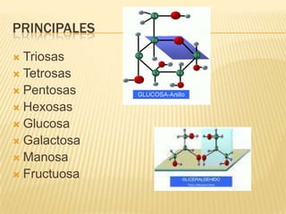 PRINCIPALES
 Triosas
 Tetrosas
 Pentosas
 Hexosas
 Glucosa
 Galactosa
 Manosa
 Fructuosa
 