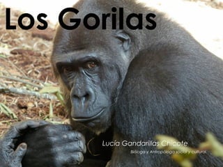 Los Gorilas
Lucía Gandarillas Chicote
Bióloga y Antropóloga social y cultural.
.
 