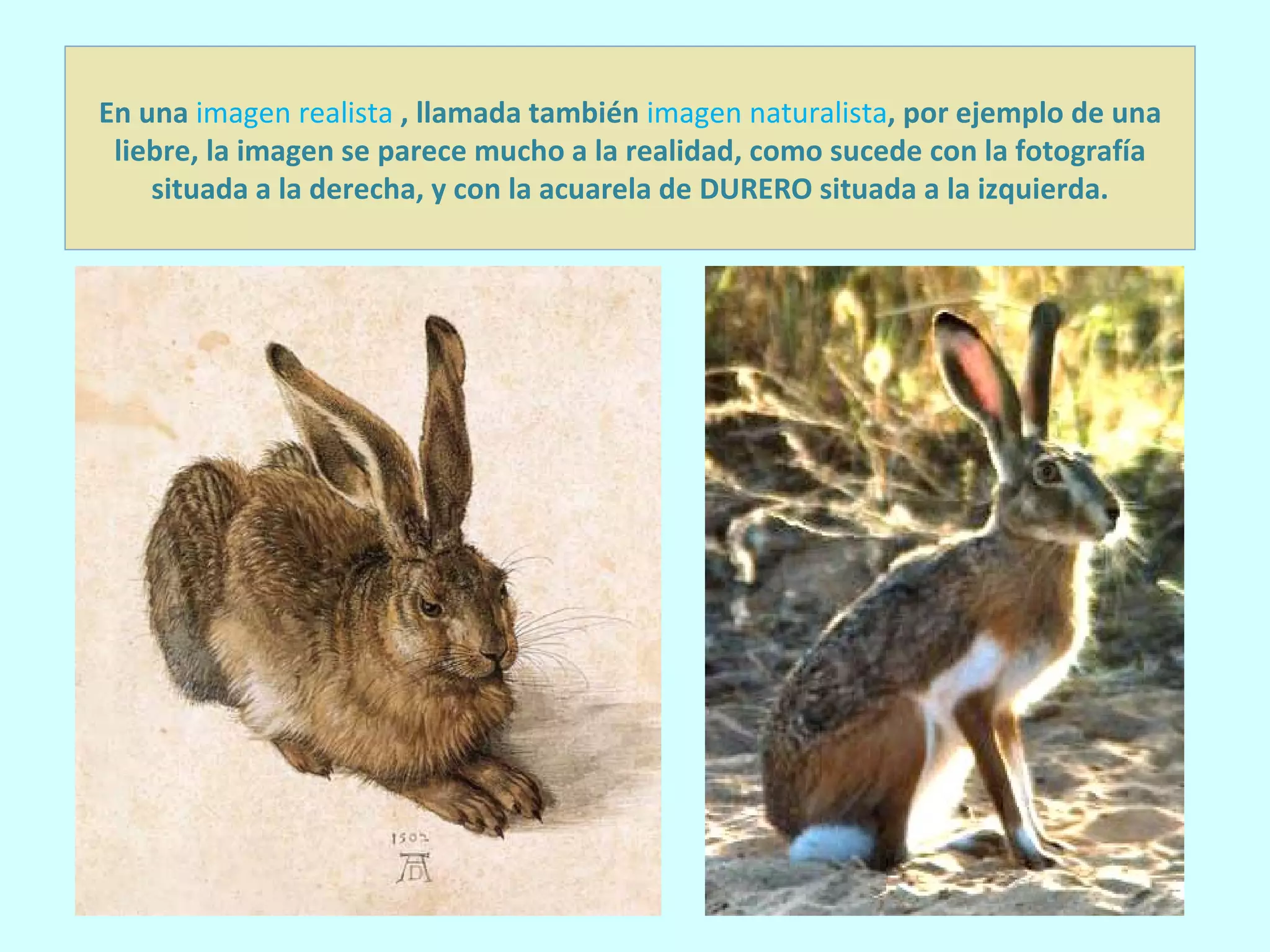 En una  imagen realista  , llamada también  imagen naturalista , por ejemplo de una liebre, la imagen se parece mucho a la realidad, como sucede con la fotografía situada a la derecha, y con la acuarela de DURERO situada a la izquierda. 