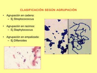 CLASIFICACIÓN SEGÚN AGRUPACIÓN Agrupación en cadena:  Ej Streptocococcus Agrupación en racimos: Ej Staphylococcus Agrupación en empalizada: Ej Difteroides 