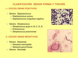 CLASIFICACIÓN  SEGÚN FORMA Y TINCIÓN I.- COCOS GRAM POSITIVOS Género:  Staphylococcus Staphylococcus aureus. Staphylococcus coagulasa negativa. Género:  Streptococcus Streptococcus grupo A, B, C, G, D, Enterococcus Streptococcus pneumoniae II.-COCOS GRAM NEGATIVOS Género:  Neisserias Neisseria meningitidis Neisseria gonorrhoeae Género:  Moraxella 