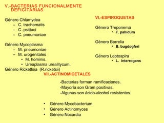 V.-BACTERIAS FUNCIONALMENTE DEFICITARIAS Género Chlamydea   C. trachomatis C .psittaci C. pneumoniae Género Mycoplasma M. pneumoniae M. urogenitales M. hominis. Ureaplasma urealitycum. Género Rickettsia   (R.ricketsii) VI.-ESPIROQUETAS  Género Treponema T. pallidum Género Borrelia B. bugdogferi Género Leptospira L.  interrogans VII.-ACTINOMICETALES   -Bacterias forman ramificaciones. -Mayoría son Gram positivas. -Algunas son ácido-alcohol resistentes. Género Mycobacterium Género Actinomyces Género Nocardia 