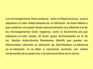 Los microorganismos Gram positivos,  como el  Staphylococcus  aureus ,  adquieren un color violeta después de  la coloración  de Gram debido a  que contienen una pared celular estructuralmente muy diferente a la de  los  microorganismos  Gram  negativos,  como  la  Escherichia coli , que  adquieren un color  rosado.  El  tercer  grupo  de Eubacterias  es  el  de  los  Bacilos  Acido-Alcohol  Resistentes  (BAAR)  que  pueden  ser  diferenciados  utilizando  la  coloración  de  Ziehl-Neelsen. La diferencia  en  la coloración  no  se  debe  a  reacciones  químicas  con  ciertos  componentes de la pared sino a la estructura física de la misma. 