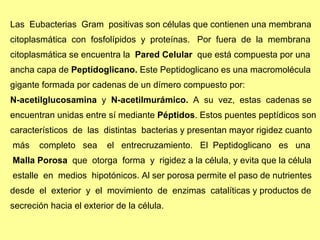Las  Eubacterias  Gram  positivas son células que contienen una membrana  citoplasmática  con  fosfolípidos  y  proteínas.  Por  fuera  de  la  membrana  citoplasmática se encuentra la  Pared Celular   que está compuesta por una  ancha capa de  Peptidoglicano.  Este Peptidoglicano es una macromolécula  gigante formada por cadenas de un dímero compuesto por:  N-acetilglucosamina  y  N-acetilmurámico.   A  su  vez,  estas  cadenas se  encuentran unidas entre sí mediante  Péptidos . Estos puentes peptídicos son  característicos  de  las  distintas  bacterias y presentan mayor rigidez cuanto más  completo  sea  el  entrecruzamiento.  El  Peptidoglicano  es  una Malla Porosa   que  otorga  forma  y  rigidez a la célula, y evita que la célula estalle  en  medios  hipotónicos. Al ser porosa permite el paso de nutrientes  desde  el  exterior  y  el  movimiento  de  enzimas  catalíticas y productos de  secreción hacia el exterior de la célula.  