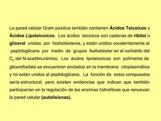 La pared celular Gram positiva también contienen  Ácidos Teicoicos  y  Ácidos Lipoteicoicos .  Los ácidos  teicoicos son cadenas de  ribitol  o  glicerol   unidas  por  fosfodiésteres, y están unidos covalentemente al peptidoglicano  por  medio  de  grupos  fosfodiéster en el oxihidrilo del  C 6  del N-acetilmurámico.  Los  ácidos  lipoteicoicos  son  polímeros de  glicerofosfato se encuentran anclados en la membrana  citoplasmática  y no están unidos al peptidoglicano.  La  función de  estos compuestos  sería estructural,  pero  existen  evidencias  que  indican  que  también  participarían en la regulación de las enzimas hidrolíticas que renuevan  la pared celular  (autolisisnas). 