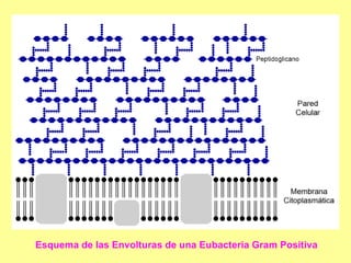 Esquema de las Envolturas de una Eubacteria Gram Positiva  