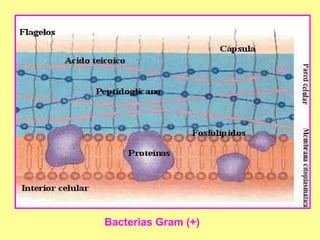 Bacterias Gram (+) 