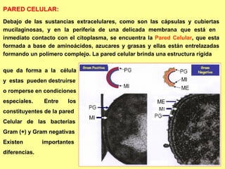 Debajo de las sustancias extracelulares, como son las cápsulas y cubiertas mucilaginosas, y en la periferia de una delicad...