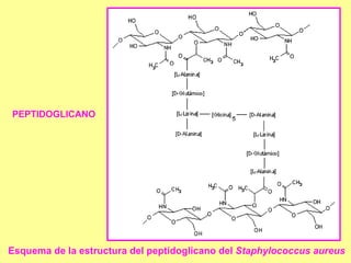 PEPTIDOGLICANO  Esquema de la estructura del peptidoglicano del  Staphylococcus aureus   