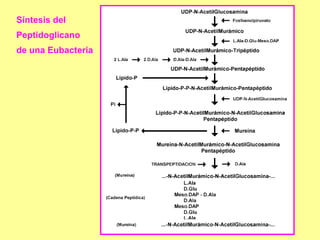 Síntesis del  Peptidoglicano de una Eubacteria  