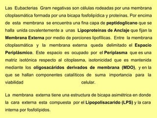 Las  Eubacterias  Gram negativas son células rodeadas por una membrana  citoplasmática formada por una bicapa fosfolipídica y proteínas. Por encima  de  esta  membrana  se encuentra una fina capa de  peptidoglicano  que se  halla  unida covalentemente a  unas  Lipoproteínas de Anclaje  que fijan la  Membrana Externa  por medio de porciones lipofílicas.  Entre  la membrana  citoplasmática  y  la  membrana  externa  queda  delimitado  el  Espacio  Periplásmico .  Este  espacio  es  ocupado  por  el  Periplasma   que es una  matriz  isotónica  respecto  al  citoplasma,  isotonicidad  que  es  mantenida  mediante  los  oligosacáridos  derivados  de  membrana  (MDO) ,  y en la  que  se  hallan  componentes  catalíticos  de  suma  importancia  para  la  viabilidad celular.  La  membrana  externa tiene una estructura de bicapa asimétrica en donde  la  cara  externa  esta  compuesta  por el  Lipopolisacarido (LPS)  y la cara  interna por fosfolípidos.  