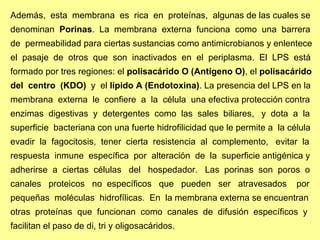 Además,  esta  membrana  es  rica  en  proteínas,  algunas de las cuales se  denominan  Porinas .  La  membrana  externa  funciona  como  una  barrera  de  permeabilidad para ciertas sustancias como antimicrobianos y enlentece  el  pasaje  de  otros  que  son  inactivados  en  el  periplasma.  El  LPS  está  formado por tres regiones: el  polisacárido O (Antígeno O) , el  polisacárido  del  centro  (KDO)   y  el  lípido A (Endotoxina) . La presencia del LPS en la  membrana  externa  le  confiere  a  la  célula  una efectiva protección contra  enzimas  digestivas  y  detergentes  como  las  sales  biliares,  y  dota  a  la  superficie  bacteriana con una fuerte hidrofilicidad que le permite a  la célula  evadir  la  fagocitosis,  tener  cierta  resistencia  al  complemento,  evitar  la  respuesta  inmune  específica  por  alteración  de  la  superficie antigénica y  adherirse  a  ciertas  células  del  hospedador.  Las  porinas  son  poros  o  canales  proteicos  no  específicos  que  pueden  ser  atravesados  por  pequeñas  moléculas  hidrofílicas.  En  la membrana externa se encuentran  otras  proteínas  que  funcionan  como  canales  de  difusión  específicos  y  facilitan el paso de di, tri y oligosacáridos.  