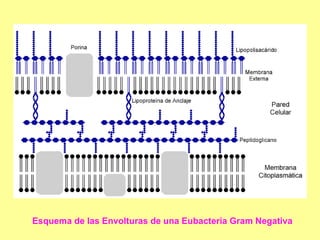 Esquema de las Envolturas de una Eubacteria Gram Negativa  