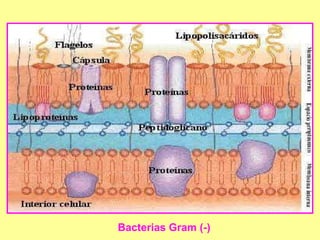 Bacterias Gram (-) 