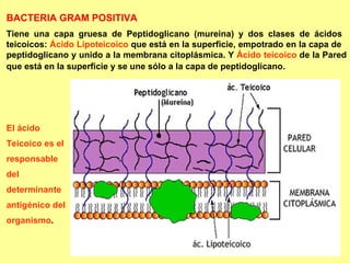 BACTERIA GRAM POSITIVA Tiene una capa gruesa de Peptidoglicano (mureina) y dos clases de ácidos  teicoicos:  Ácido Lipotei...