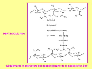 Esquema de la estructura del peptidoglicano de la  Escherichia coli   PEPTIDOGLICANO  
