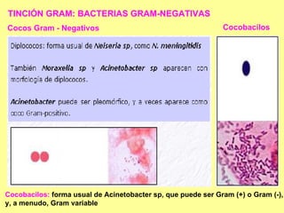 TINCIÓN GRAM: BACTERIAS GRAM-NEGATIVAS Cocos Gram - Negativos Cocobacilos:   forma usual de Acinetobacter sp, que puede ser Gram (+) o Gram (-), y, a menudo, Gram variable Cocobacilos 