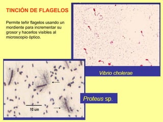TINCIÓN DE FLAGELOS Permite teñir flagelos usando un  mordiente para incrementar su  grosor y hacerlos visibles al  microscopio óptico. 