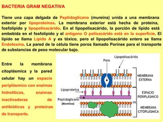 BACTERIA GRAM NEGATIVA Tiene una capa delgada de  Peptidoglicano  (mureina) unida a una membrana  exterior por  lipoproteínas . La membrana exterior está hecha de proteína,  fosfolípido y  lipopolisacárido . En el lipopolisacárido, la porción de lípido está  embebida en el fosfolípido y el  antígeno O polisacárido está en la superficie . El lípido se llama  Lípido A  y es tóxico, pero el lipopolisacárido entero se llama  Endotoxina . La pared de la célula tiene poros llamado Porines para el transporte de substancias de peso molecular bajo.  Entre  la  membrana  citoplásmica  y  la  pared  celular  hay  un  espacio  periplásmico con enzimas  hidrolíticas,  enzimas  inactivadoras  de  antibióticos  y  proteínas  de transporte. 