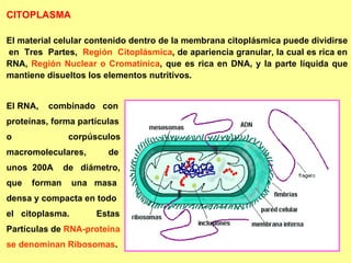 CITOPLASMA El material celular contenido dentro de Ia membrana citoplásmica puede dividirse  en  Tres  Partes,  Región  Citoplásmica , de apariencia granular, la cual es rica en RNA,  Región Nuclear   o Cromatínica , que es rica en DNA, y la parte líquida que mantiene disueltos los elementos nutritivos.  El RNA,  combinado  con proteínas, forma partículas  o  corpúsculos  macromoleculares,  de  unos  200A  de  diámetro,  que  forman  una  masa  densa y compacta en todo  el  citoplasma.  Estas  Partículas de  RNA-proteína  se denominan Ribosomas . 