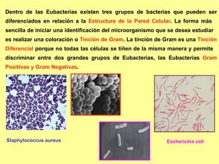 Dentro de las Eubacterias existen tres grupos de bacterias que pueden ser diferenciados en relación a la  Estructura de la Pared Celular . La forma más  sencilla de iniciar una identificación del microorganismo que se desea estudiar  es realizar una coloración o  Tinción de Gram . La tinción de Gram es una  Tinción Diferencial  porque no todas las células se tiñen de la misma manera y permite  discriminar entre dos grandes grupos de Eubacterias, las Eubacterias  Gram Positivas y Gram Negativas .  Staphylococcus aureus Escherichia coli  