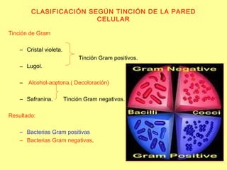 CLASIFICACIÓN SEGÚN TINCIÓN DE LA PARED CELULAR Tinción de Gram Cristal violeta. Tinción Gram positivos. Lugol. Alcohol-acetona.( Decoloración) Safranina.   Tinción Gram negativos. Resultado: Bacterias Gram positivas   Bacterias Gram negativas .  