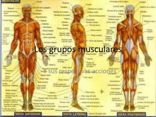 Los grupos musculares 
Y sus respectivas acciones 
 