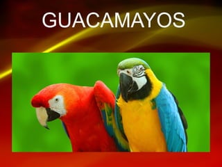 GUACAMAYOS
 