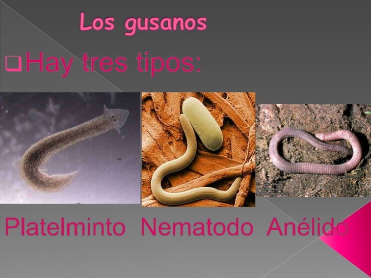 La investigación kala a los huevos de los helmintos por kato