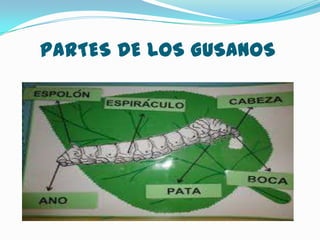 PARTES DE LOS GUSANOS

 