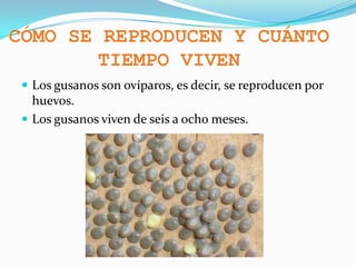CÓMO SE REPRODUCEN Y CUÁNTO
TIEMPO VIVEN
 Los gusanos son ovíparos, es decir, se reproducen por

huevos.
 Los gusanos viven de seis a ocho meses.

 