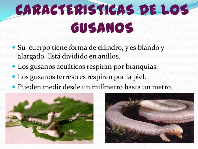 No las pastillas nocivas de las lombrices