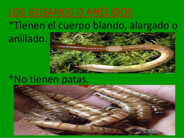 Los gusanos Los gusanos