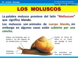 La palabra molusco proviene del latín “Molluscum”
que significa blando.
Los moluscos son animales de cuerpo blando, sin
embargo en algunos casos están cubierto por una
concha.
VII - Unidad : Biología
Tema: REINO ANIMALIA II
I.E.P «Nuestra Señora de Guadalupe»
Cabeza con tentáculos, aquí se
localiza n los dos órganos de
los sentidos (vista y el tacto)
Tentáculos
sensoriales
Concha en forma de
hélice es un manto
que protege la masa
visceral.
Pie musculoso que
sirve para desplazarse.
 